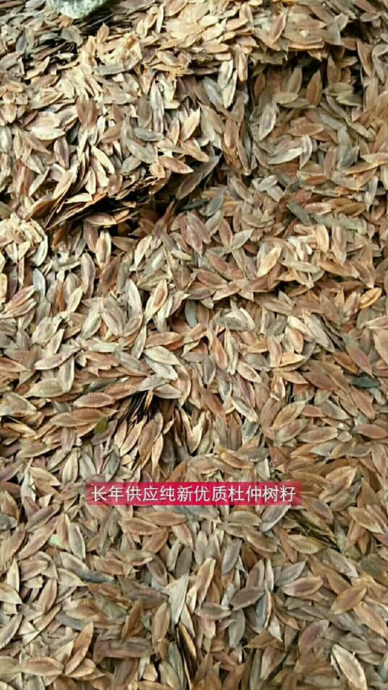 山茱萸苗山茱萸苗四年苗