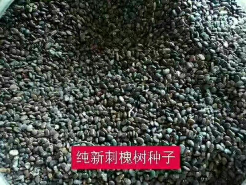山茱萸苗山茱萸苗四年苗