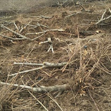 占地桃树6~8cm1.5~2米