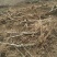 占地桃树6~8cm1.5~2米