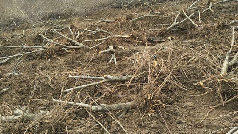 占地桃树6~8cm1.5~2米