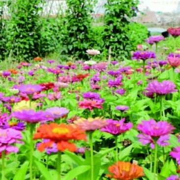 百日草种子景观花海美丽乡村绿化种子四季易活花期长