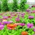 百日草种子景观花海美丽乡村绿化种子四季易活花期长