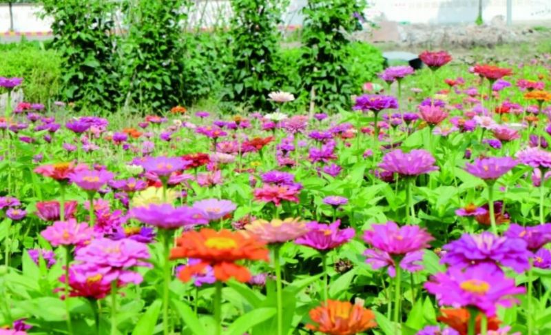 百日草种子景观花海美丽乡村绿化种子四季易活花期长