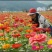 百日草种子景观花海美丽乡村绿化种子四季易活花期长