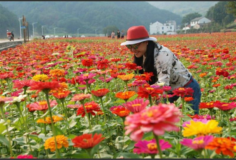 百日草种子景观花海美丽乡村绿化种子四季易活花期长