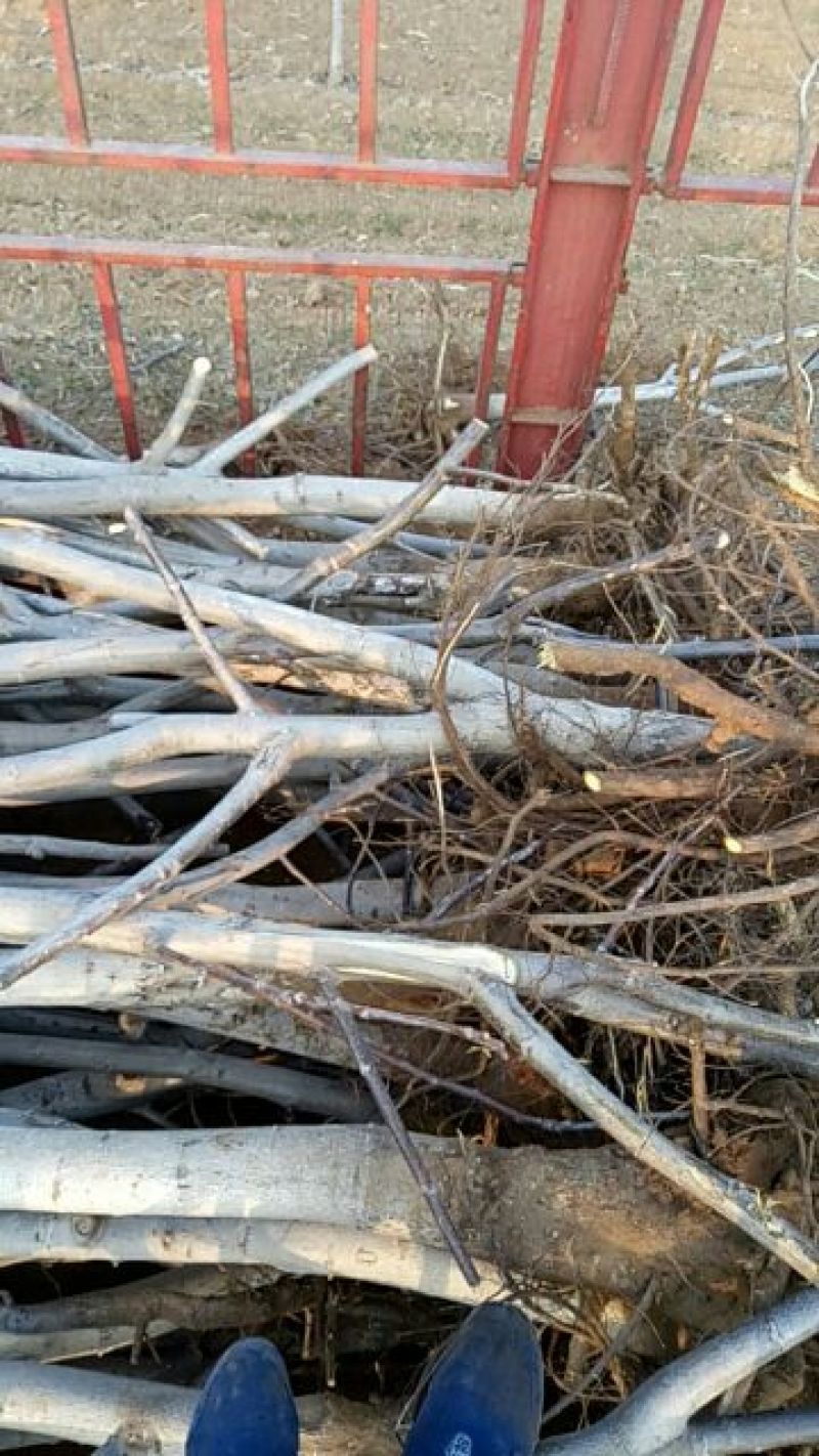 晚秋黄梨树苗150~200cm1~4cm