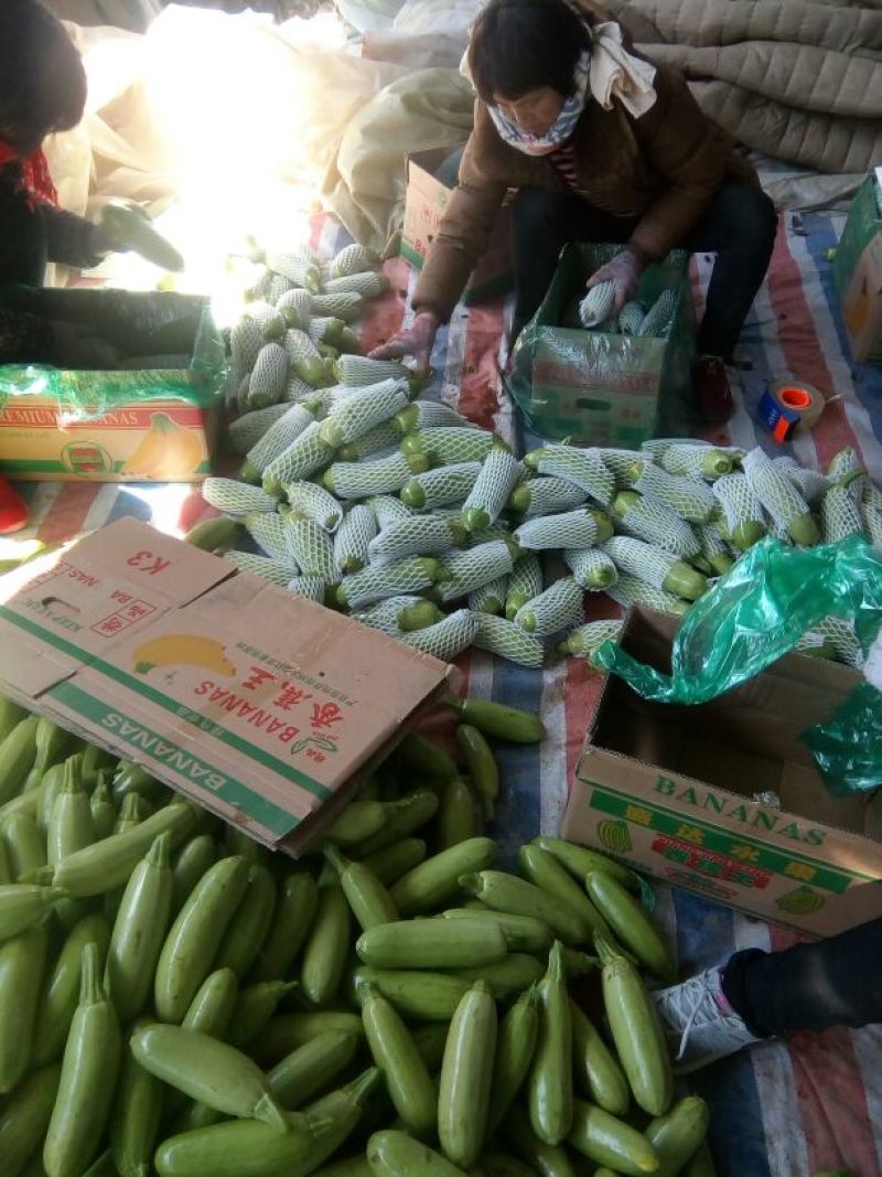 山东绿皮西葫芦0.6以上！质量保证欢迎咨询！