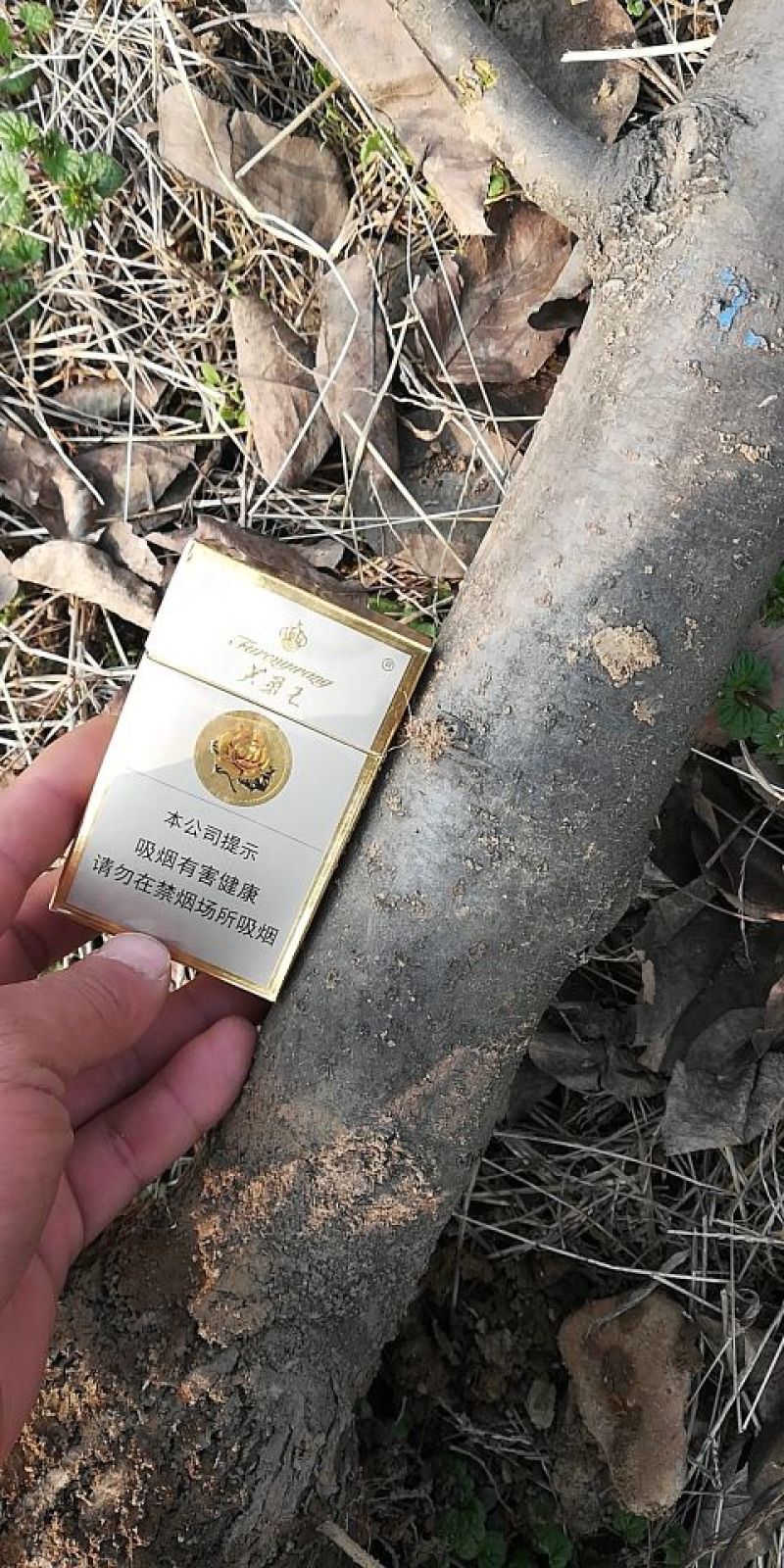 梨树4~6cm1.5~2米