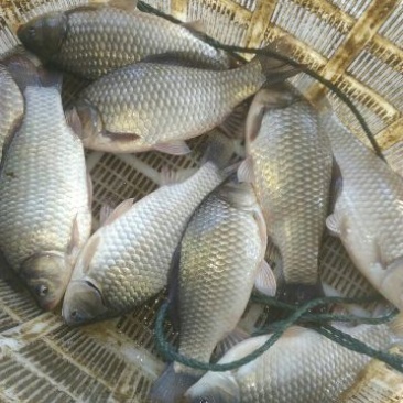 鲤鱼2两鱼苗