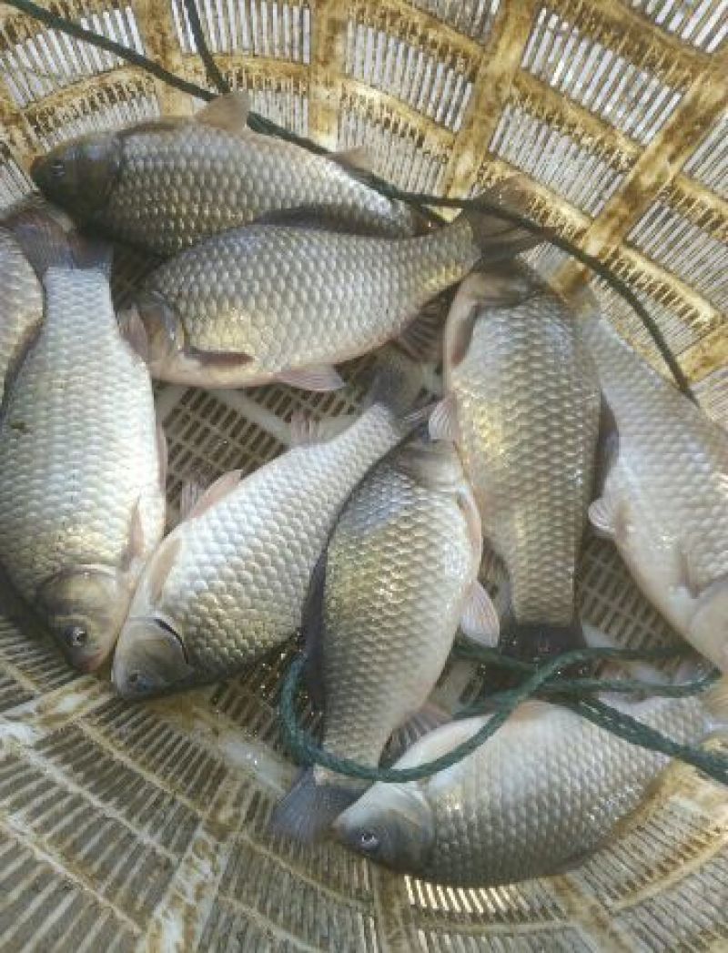 鲤鱼2两鱼苗