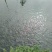 鲫鱼鱼苗