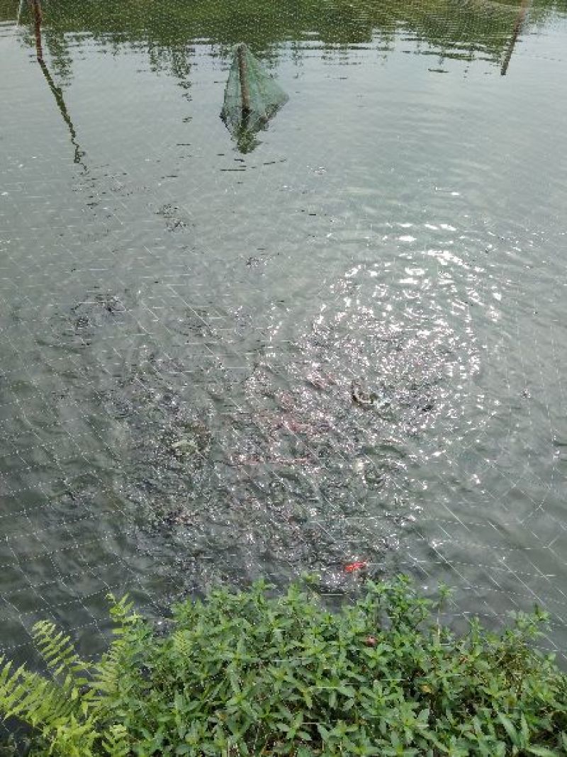 鲫鱼鱼苗