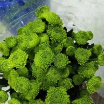 雏菊50~80cm