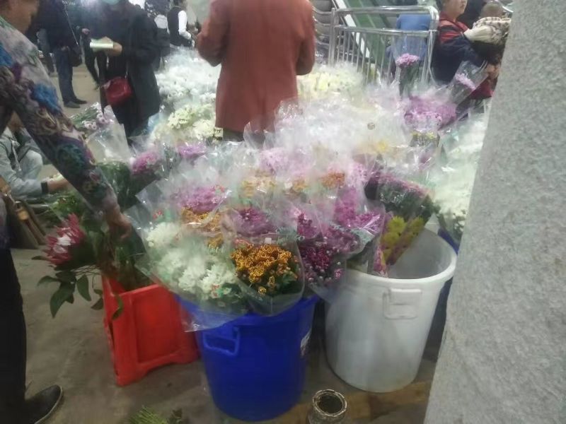 雏菊50~80cm