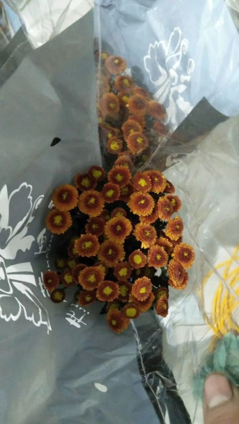 雏菊50~80cm