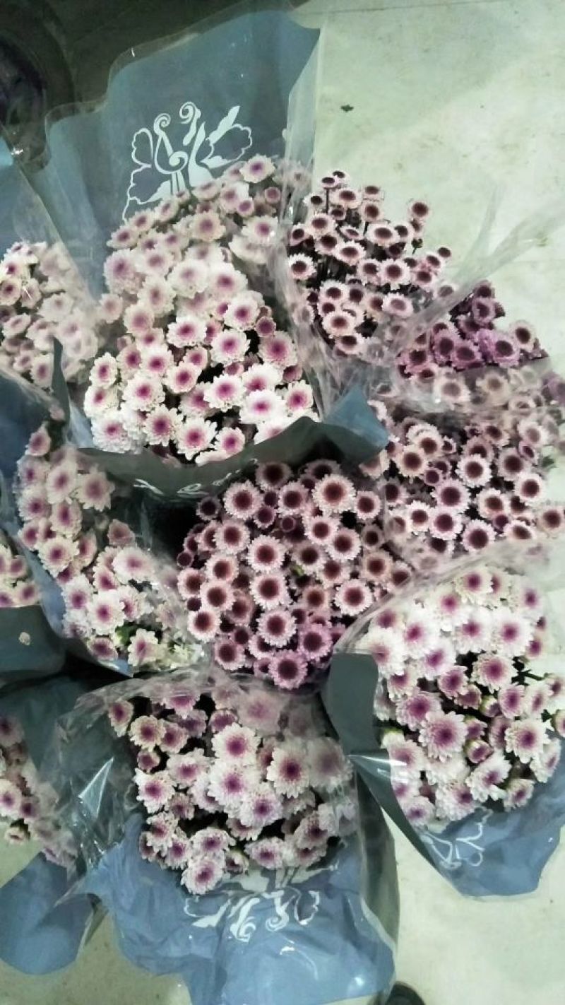 雏菊50~80cm