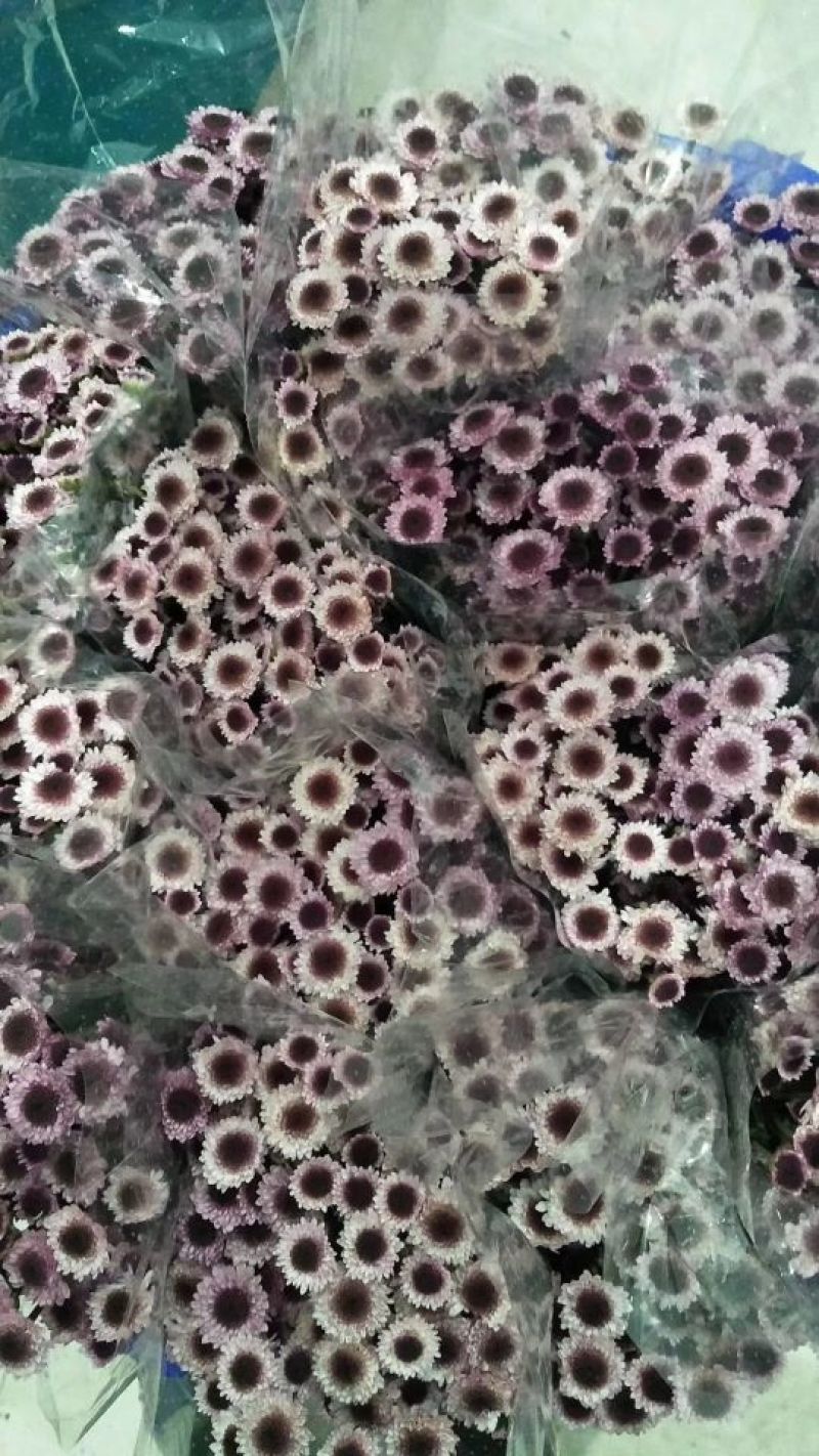 雏菊50~80cm