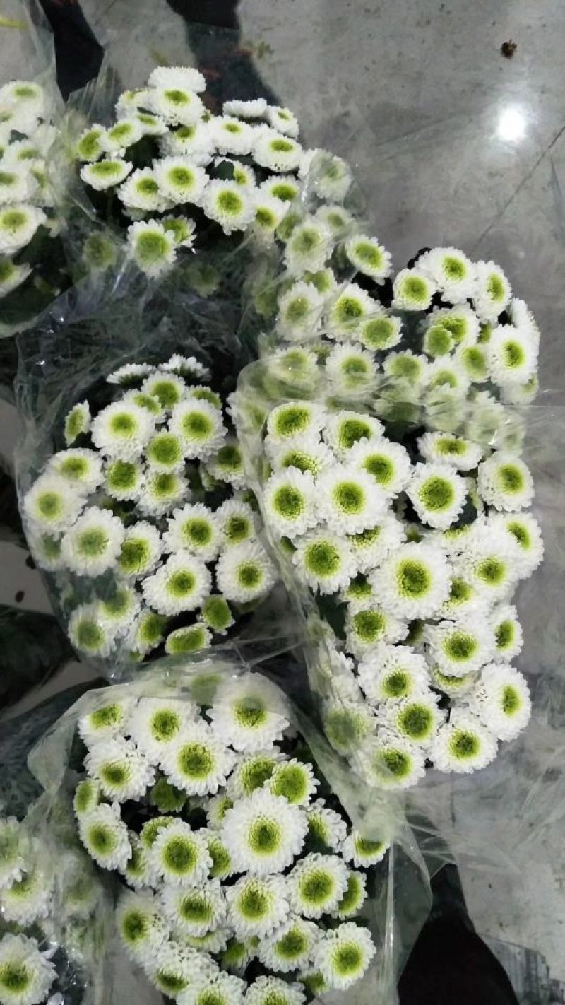 雏菊50~80cm