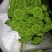 雏菊50~80cm