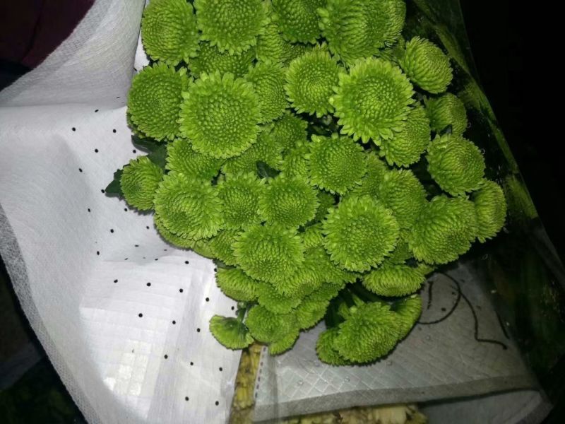雏菊50~80cm