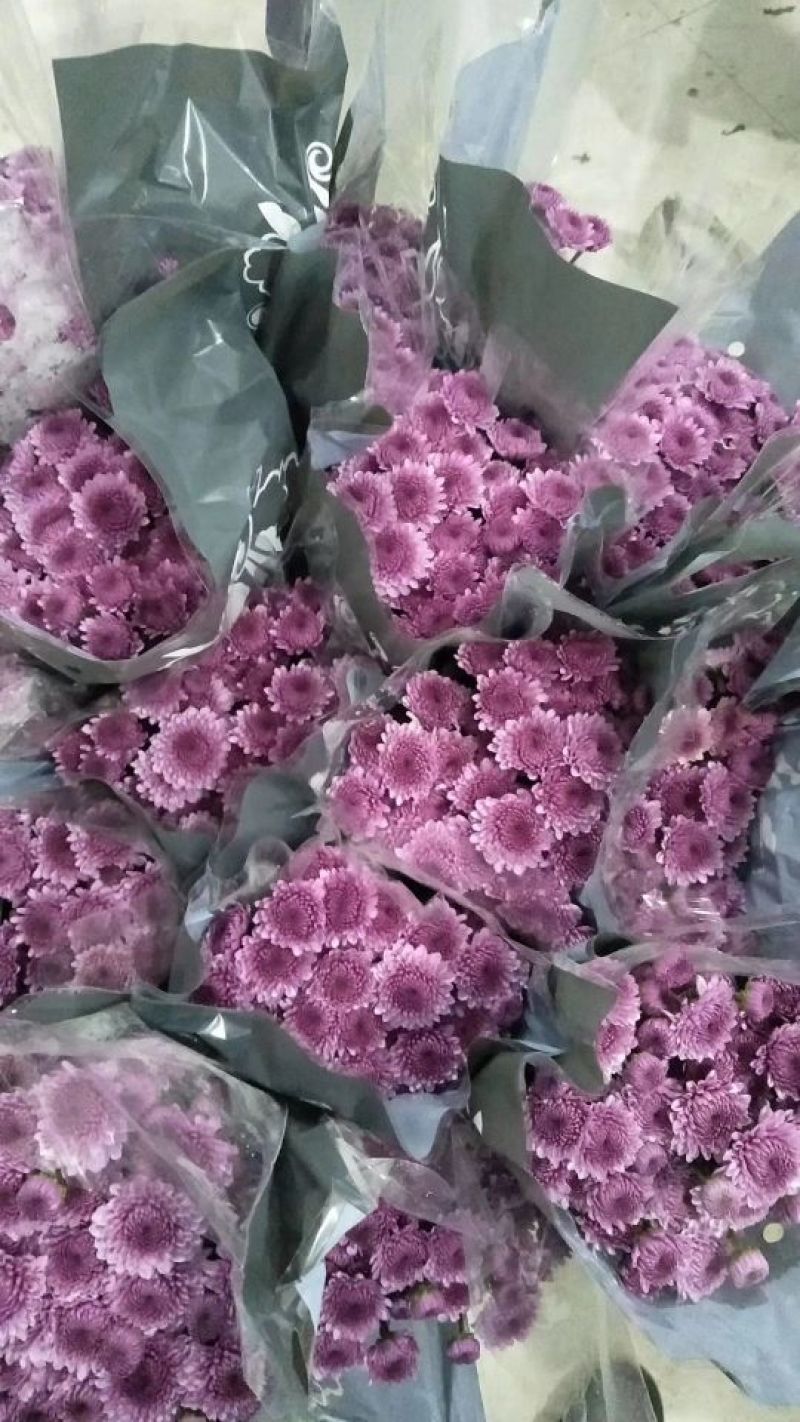 雏菊50~80cm