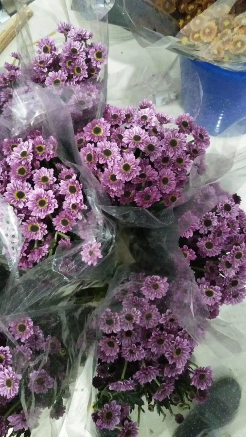 雏菊50~80cm