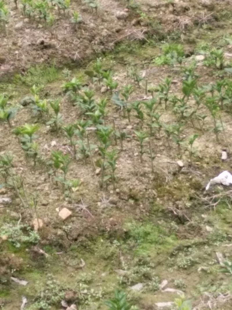 沃柑苗30~50cm