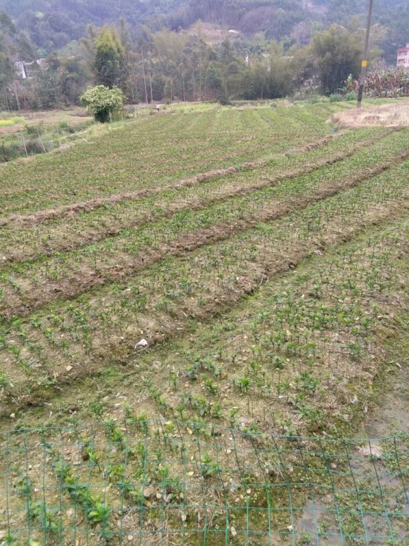 沃柑苗30~50cm