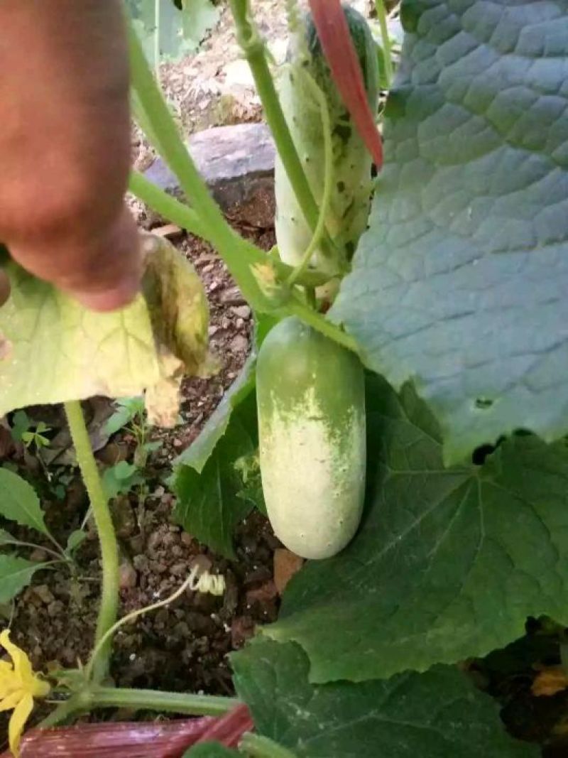 脆瓜黄瓜