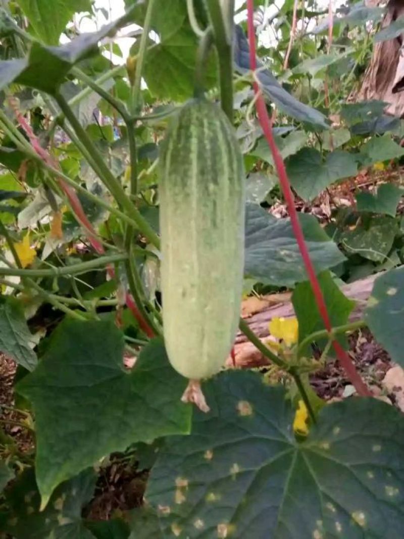 脆瓜黄瓜
