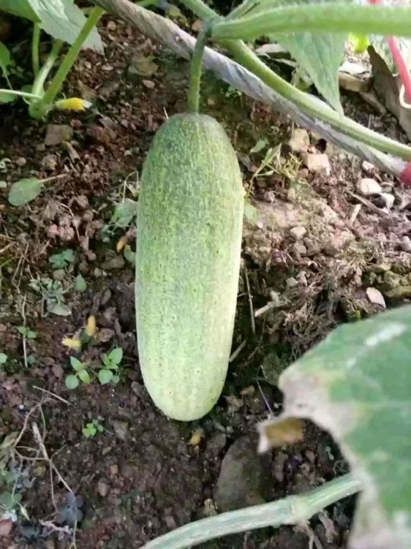 脆瓜黄瓜