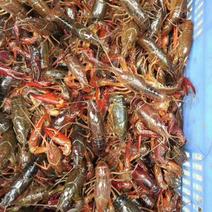 澳洲淡水小龙虾藕塘套养4-6钱（20-30克）活虾