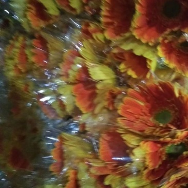 非洲菊鲜切花
