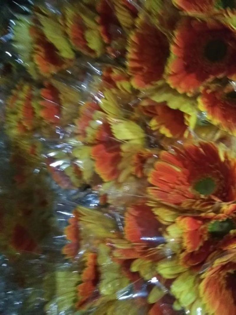 非洲菊鲜切花