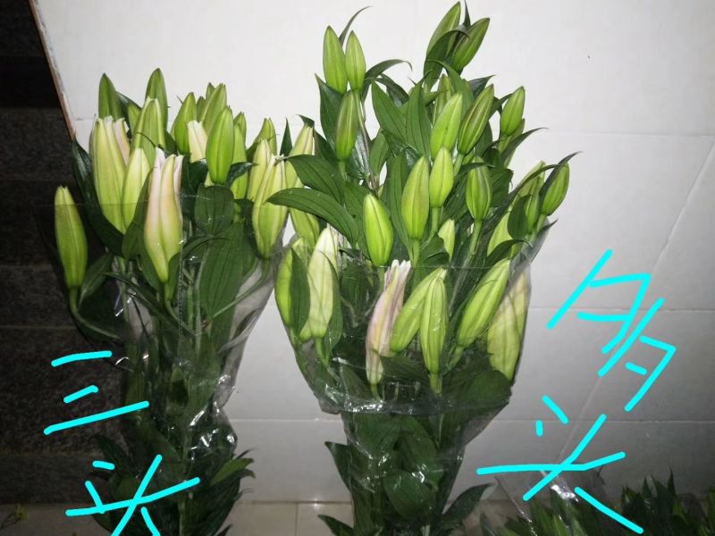 百合鲜切花3~4