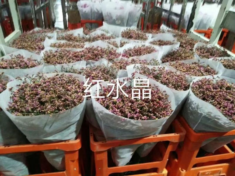 情人草