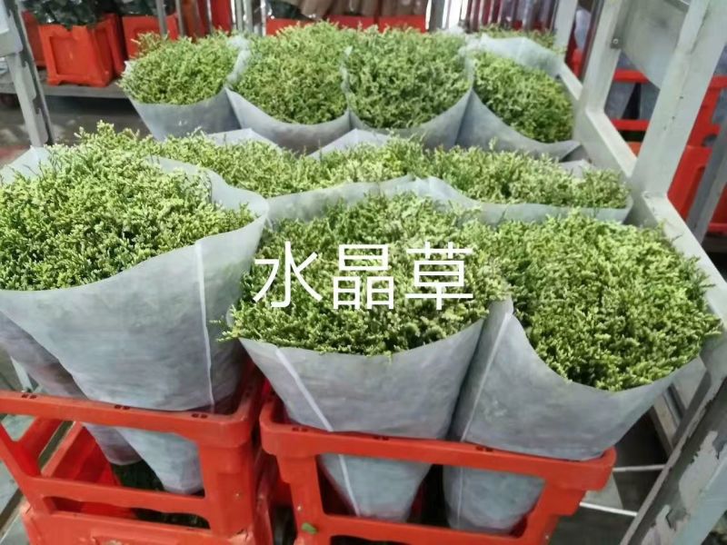 情人草