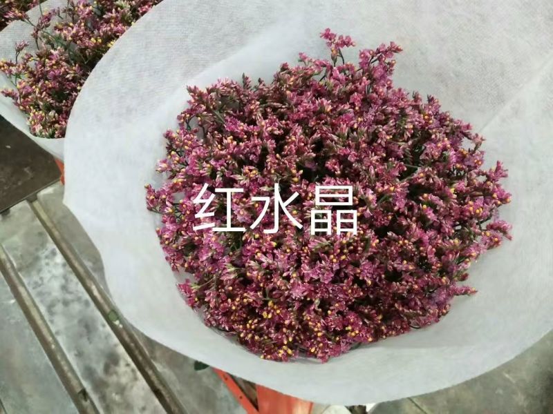 情人草
