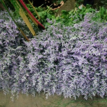情人草