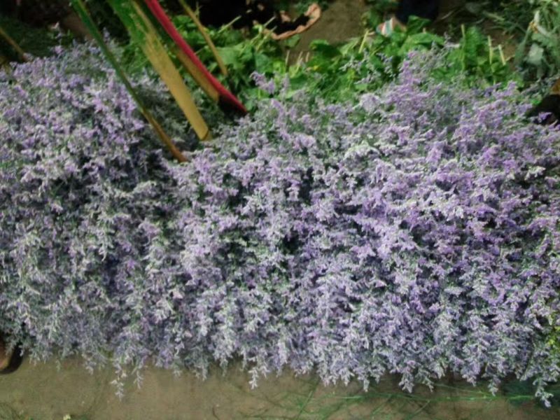 情人草