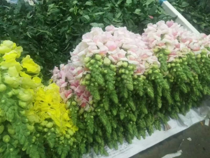 情人草