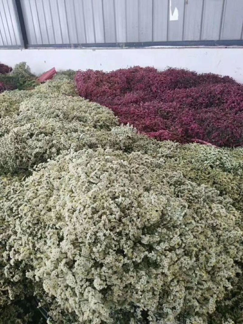 情人草