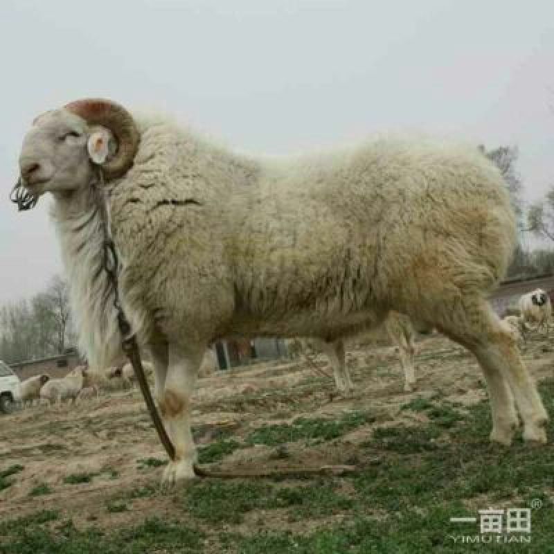 小尾寒羊种羊30~50斤