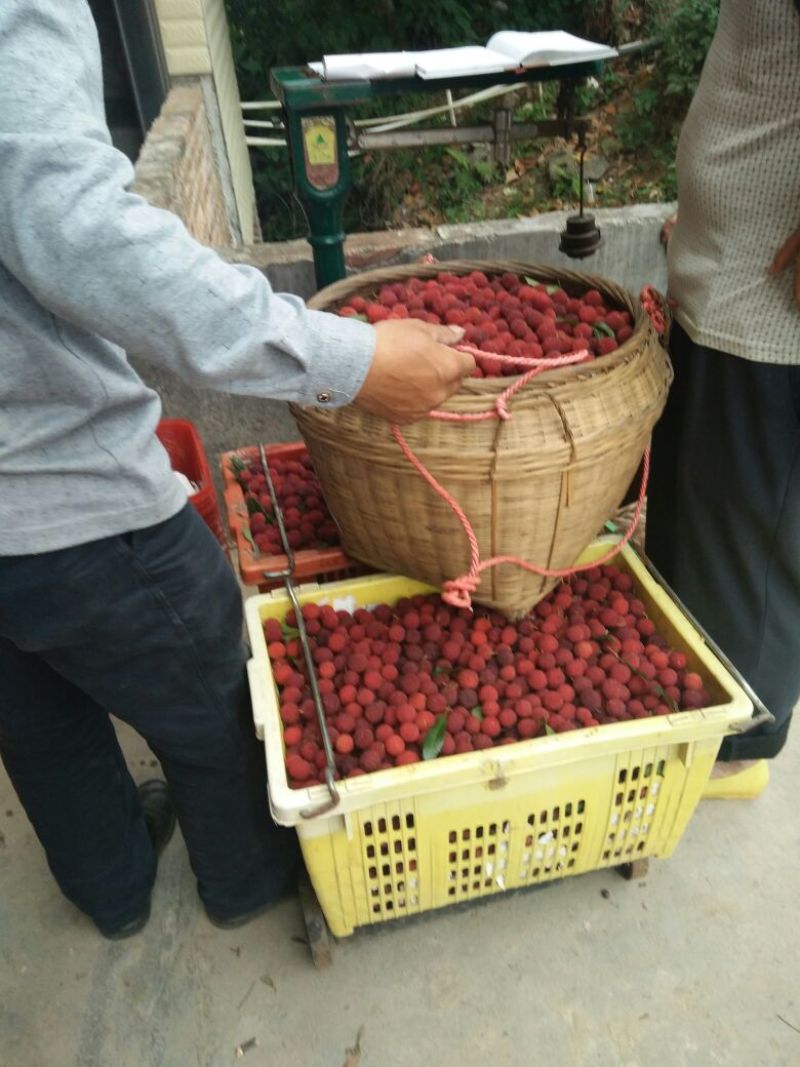 广西特早杨梅大量上市1.5~2cm货源充足