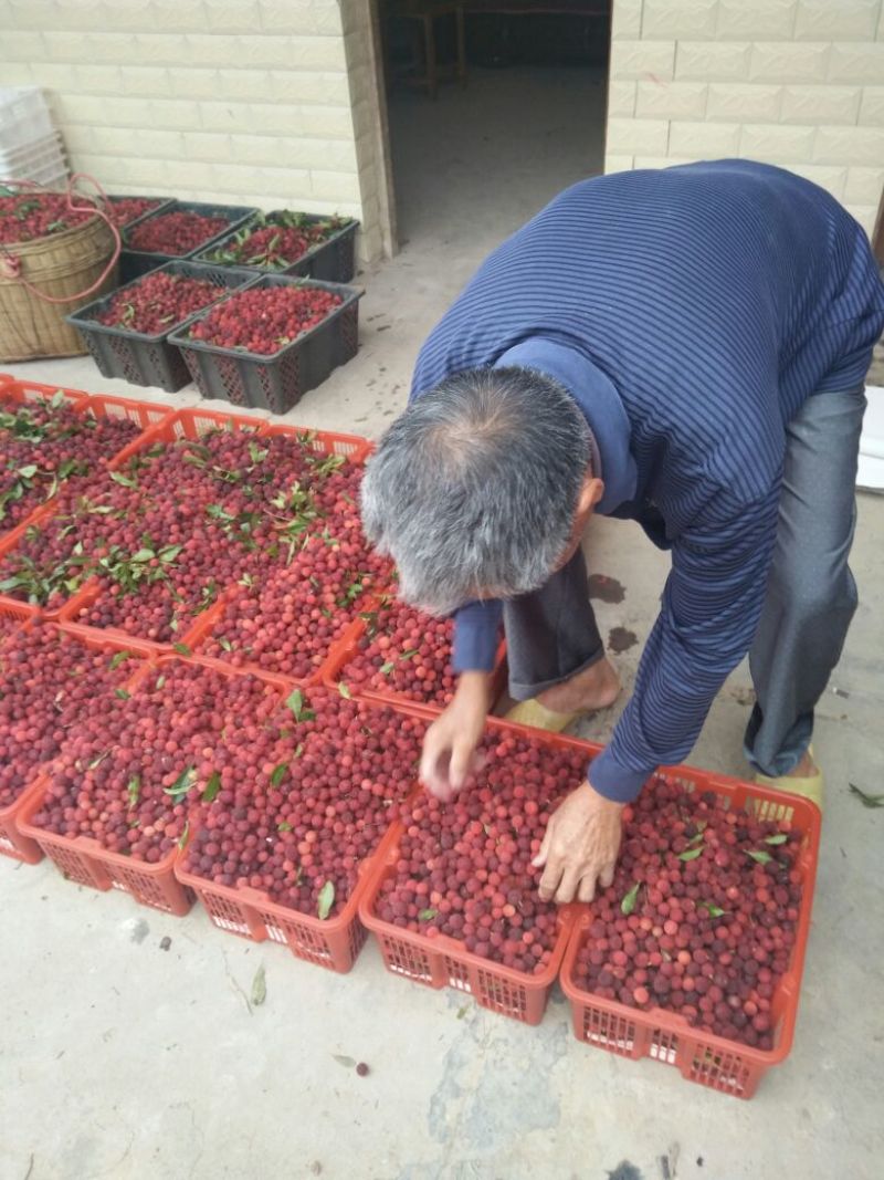 广西特早杨梅大量上市1.5~2cm货源充足