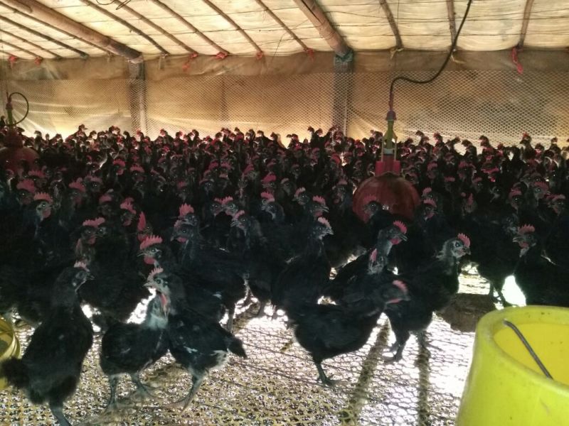 脱温鸡脱温苗500克以上雌