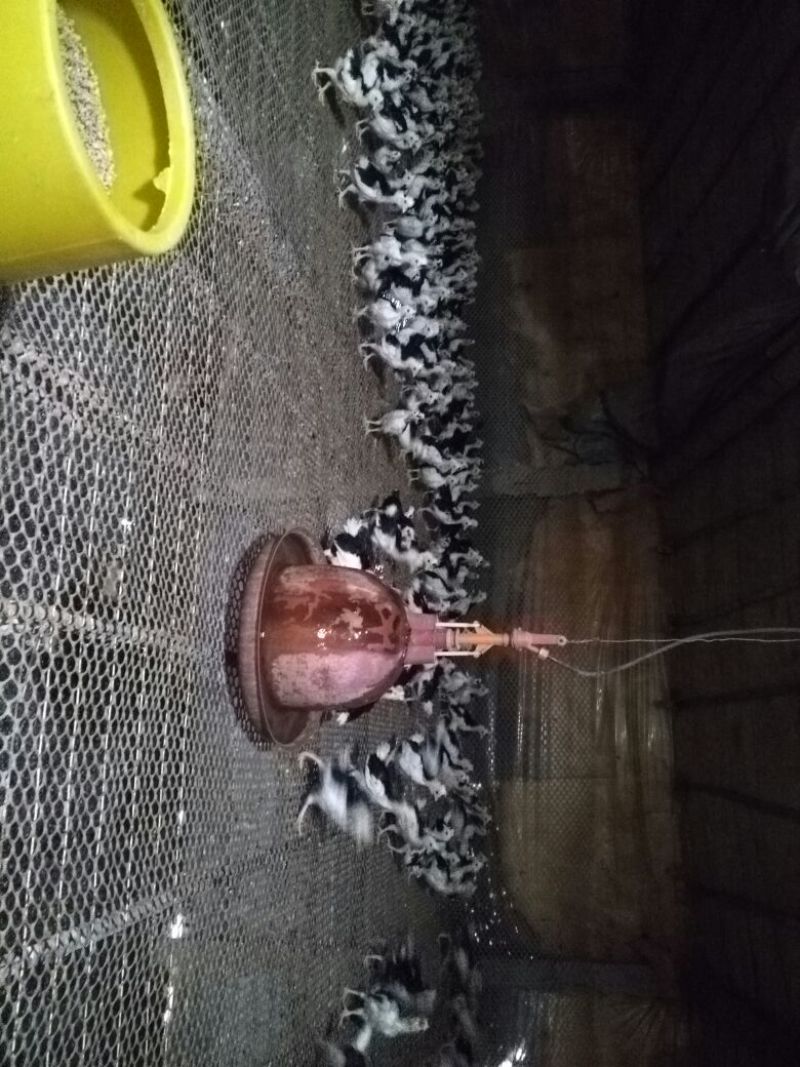 脱温鸡脱温苗500克以上雌