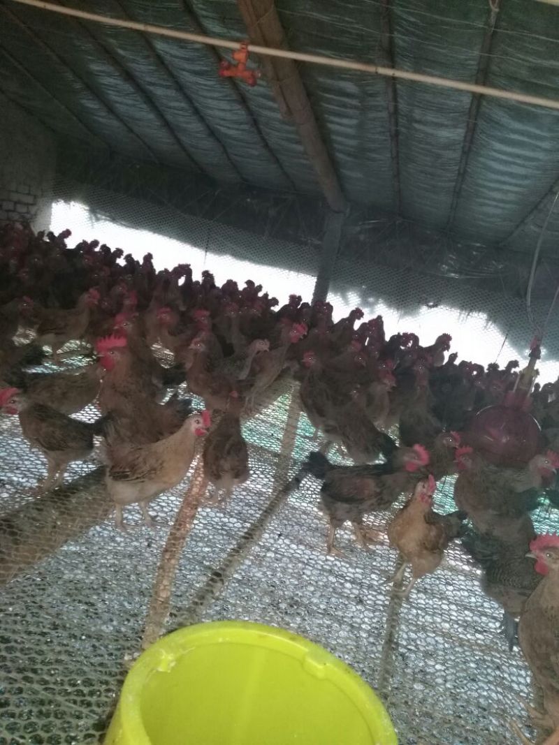 脱温鸡脱温苗500克以上雌