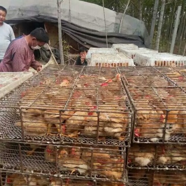 脱温鸡脱温苗500克以上雌